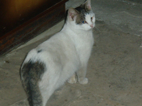 Obrazek