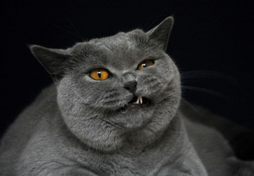 Obrazek