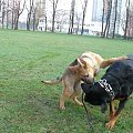 #rottka #PomorskaFundacjaRottka #rottweiler