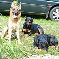 #rottka #PomorskaFundacjaRottka #rottweiler