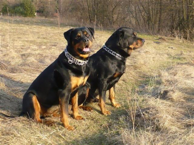 #rottka #PomorskaFundacjaRottka #rottweiler