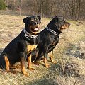 #rottka #PomorskaFundacjaRottka #rottweiler