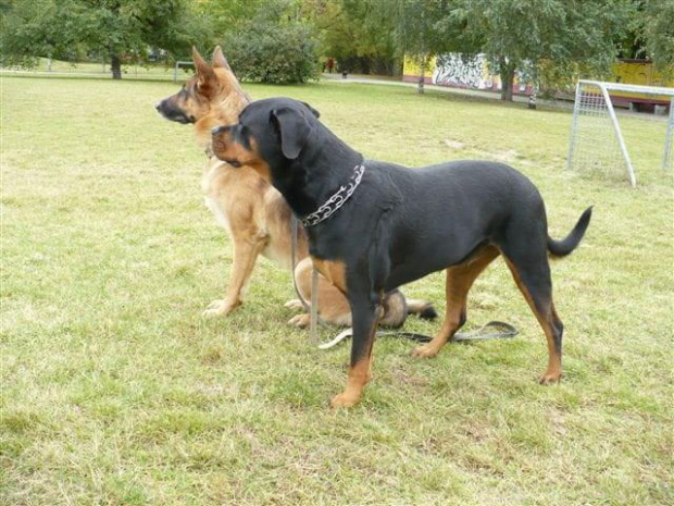 #rottka #PomorskaFundacjaRottka #rottweiler