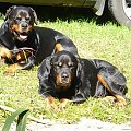 #rottka #PomorskaFundacjaRottka #rottweiler