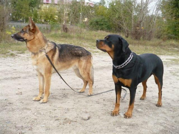 #rottka #PomorskaFundacjaRottka #rottweiler