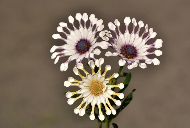 Osteospermum