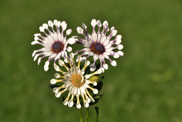 Osteospermum