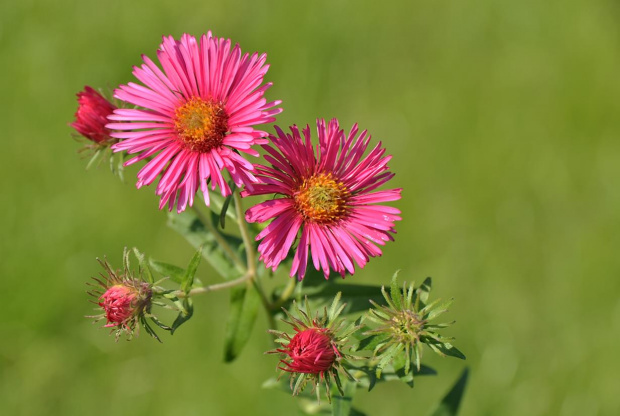 Aster nowoangielski