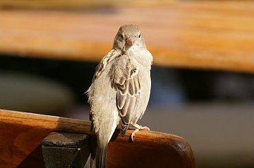 Ptaszki, birds #birds #ptaki #rafinski #xnifar