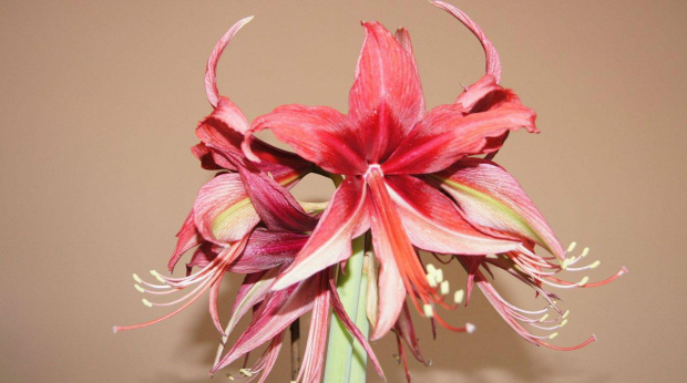 hippeastrum #amarylis #hippeastrum #zwartnica