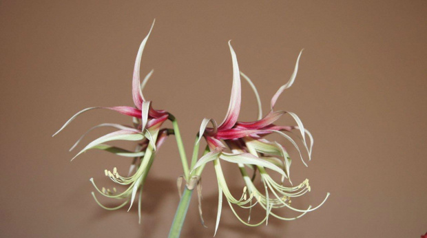 hippeastrum #amarylis #hippeastrum #zwartnica