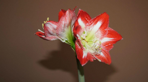 hippeastrum #amarylis #hippeastrum #zwartnica