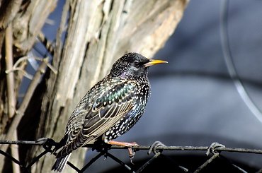 Coraz więcej szpaków #Szpaki #ptaki #wiosna2012