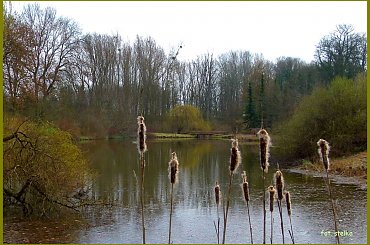 #pałki #staw #suszki #wierzby #wiosna