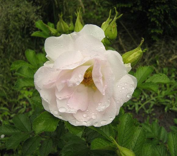 rugosa Ritausma