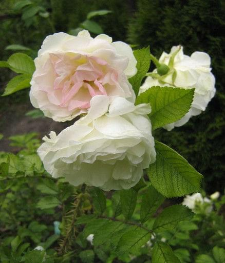 rugosa Ritausma