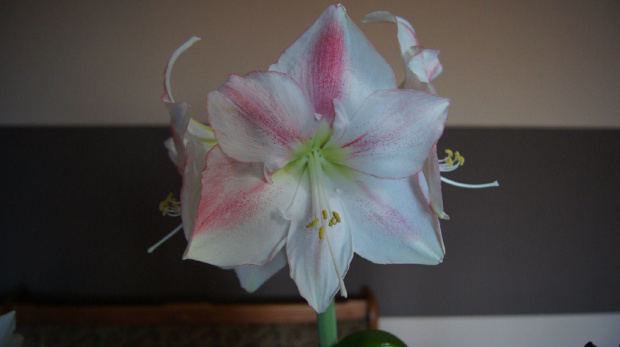 #amarylis #hippeastrum #zwartnica