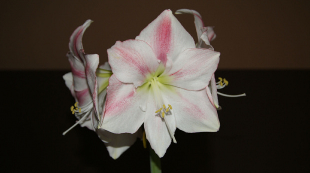 #amarylis #hippeastrum #zwartnica