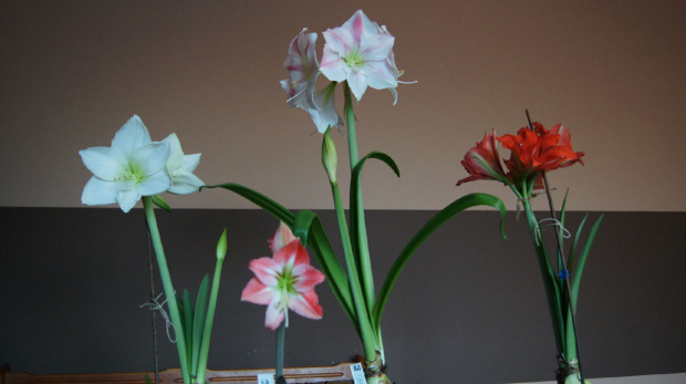 #amarylis #hippeastrum #zwartnica