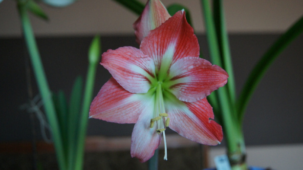 #amarylis #hippeastrum #zwartnica