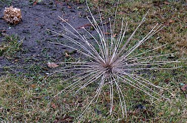 może ktoś wie co to jest ??? **** ulub. krfkoza **** #ogród #suszki #wiosna