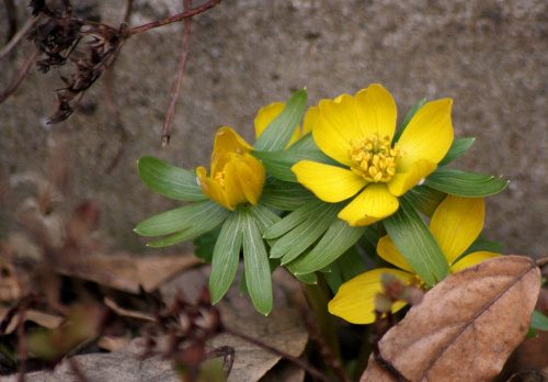 do mojego ogródka też już przyszła :))
miłego dnia wszystkim życzę :)) #kwiaty #ogród #wiosna #ranniki