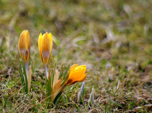 do mojego ogródka też już przyszła :))
miłego dnia wszystkim życzę :)) #kwiaty #ogród #wiosna #krokusy