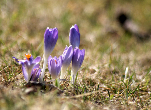 do mojego ogródka też już przyszła :))
miłego dnia wszystkim życzę :)) #kwiaty #ogród #wiosna #krokusy