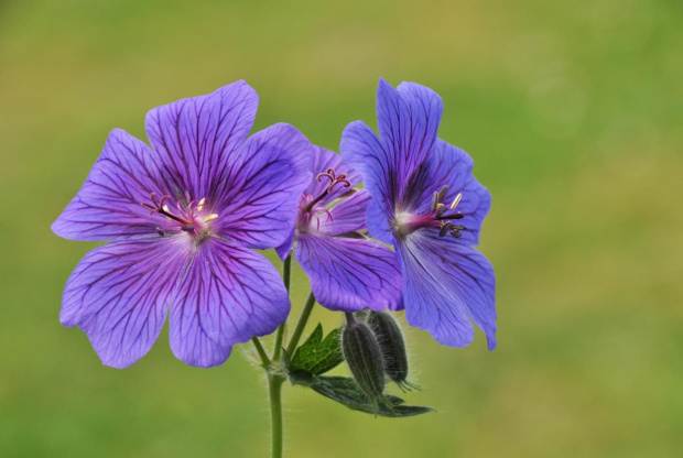 Geranium