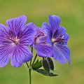 Geranium