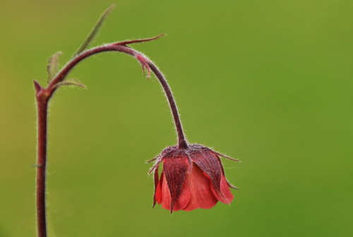 Pięciornik nepalski