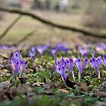 Violet... #arietiss #flora #krokus #kwiaty #wiosna