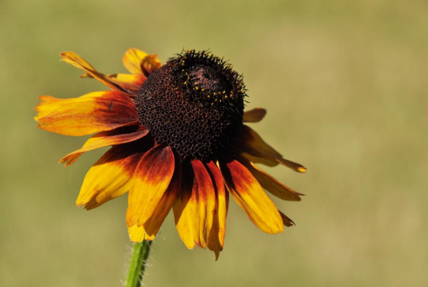 Rudbekia błyskotliwa