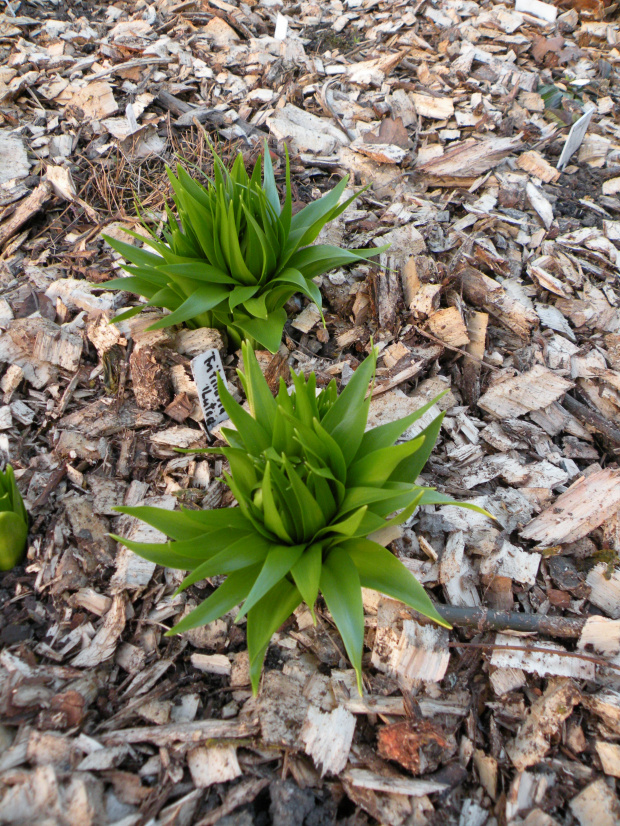 Fritillaria 'Lutea'