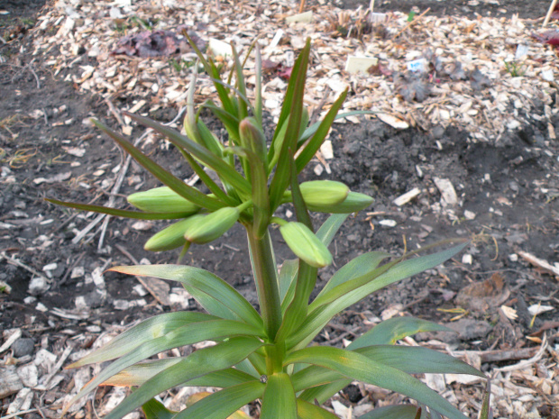 Fritillaria raddeana