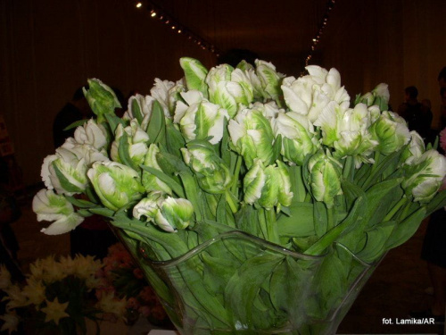 Wilanów - Wystawa tulipanów