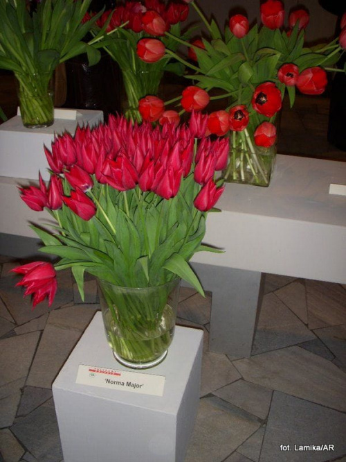 Wilanów - Wystawa tulipanów