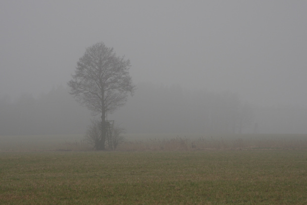 mgła, a w niej sarenka :)