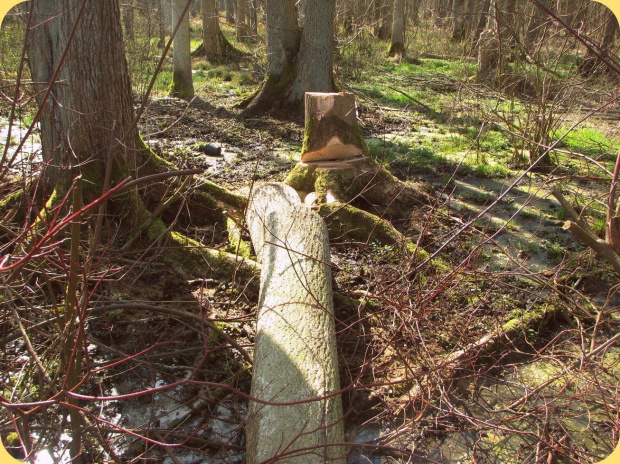 Ślady działalności człowieka.