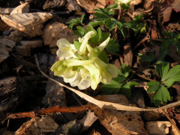 Corydalis cava 'Alba'