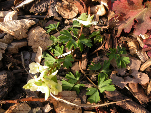 Corydalis cava 'Alba'