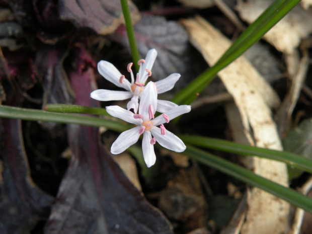 scilla 'Rosea'