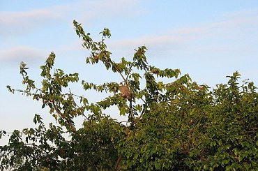 Gołąb grzywacz zasmakował w czereśniach :)) #Gołąb #grzywacz #ptaki