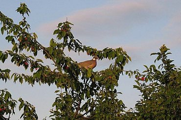 Gołąb grzywacz zasmakował w czereśniach :)) #Gołąb #grzywacz #ptaki