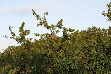 Gołąb grzywacz zasmakował w czereśniach :)) #Gołąb #grzywacz #ptaki