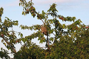 Gołąb grzywacz zasmakował w czereśniach :)) #Gołąb #grzywacz #ptaki