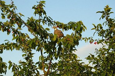 Gołąb grzywacz zasmakował w czereśniach :)) #Gołąb #grzywacz #ptaki