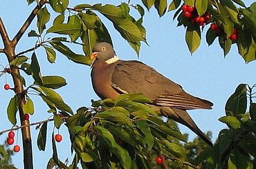 Gołąb grzywacz zasmakował w czereśniach :)) #Gołąb #grzywacz #ptaki