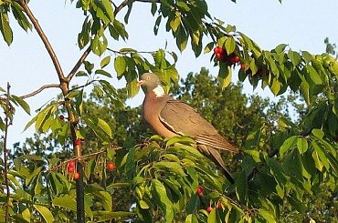 Gołąb grzywacz zasmakował w czereśniach :)) #Gołąb #grzywacz #ptaki
