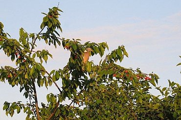 Gołąb grzywacz zasmakował w czereśniach :)) #Gołąb #grzywacz #ptaki